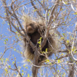North American Porcupine (image by Mike Watson)