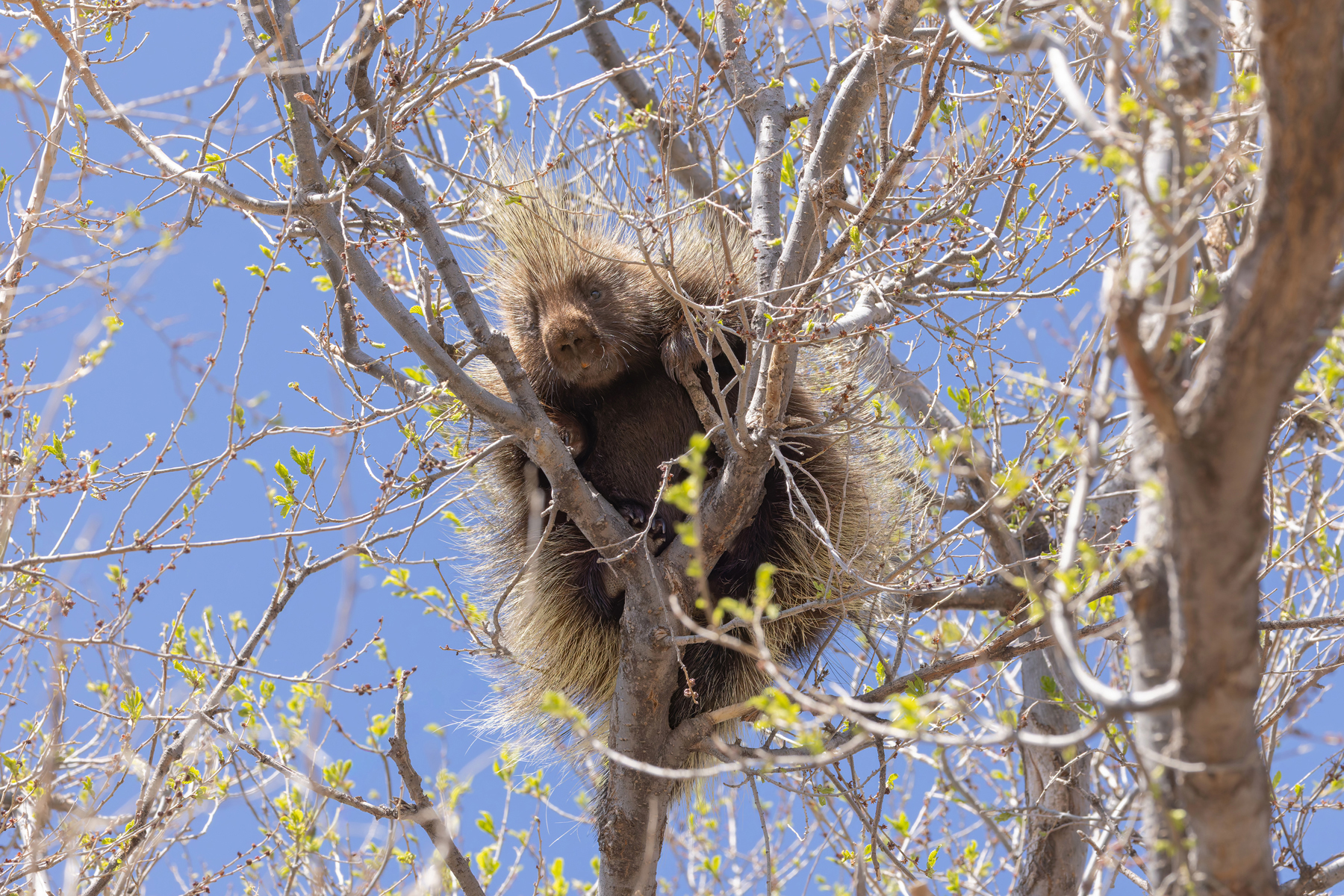 North American Porcupine (image by Mike Watson)