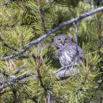 Northern Pygmy Owl (image by Mike Watson)