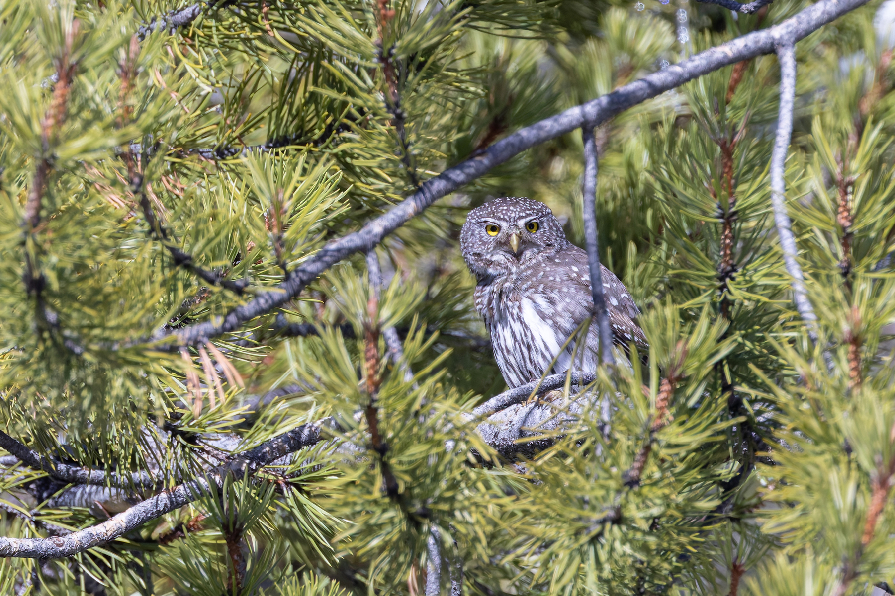 Northern Pygmy Owl (image by Mike Watson)