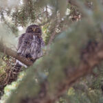 Northern Pygmy Owl (image by Mike Watson)
