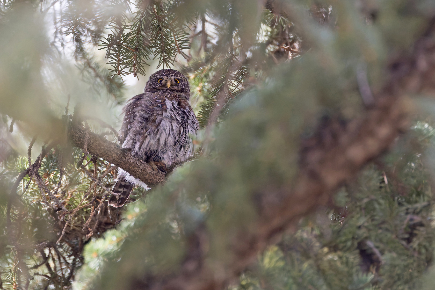 Northern Pygmy Owl (image by Mike Watson)