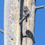 Northern Pygmy Owl (image by Mike Watson)