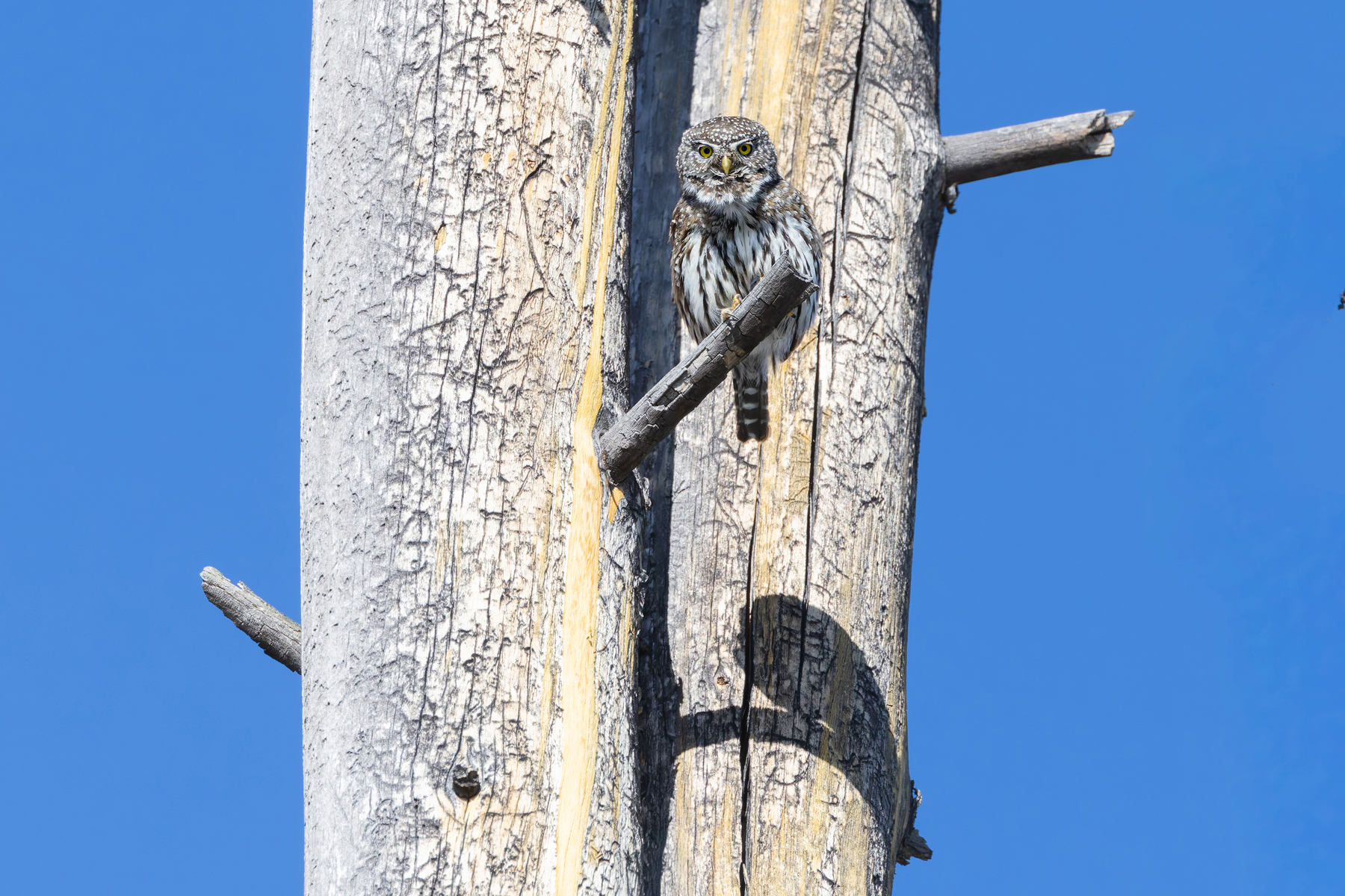 Northern Pygmy Owl (image by Mike Watson)