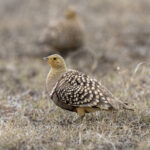 Namaqua Sandgrouse (image by Mark Beaman)