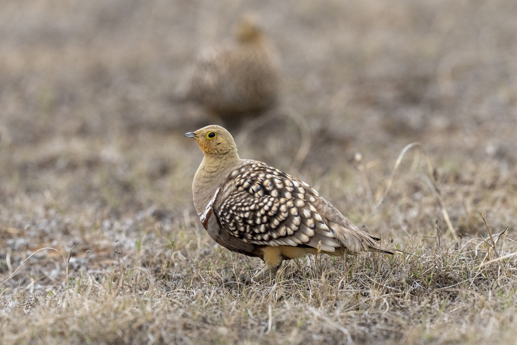 Namaqua Sandgrouse (image by Mark Beaman)