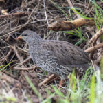 Natal Spurfowl (image by Mark Beaman)