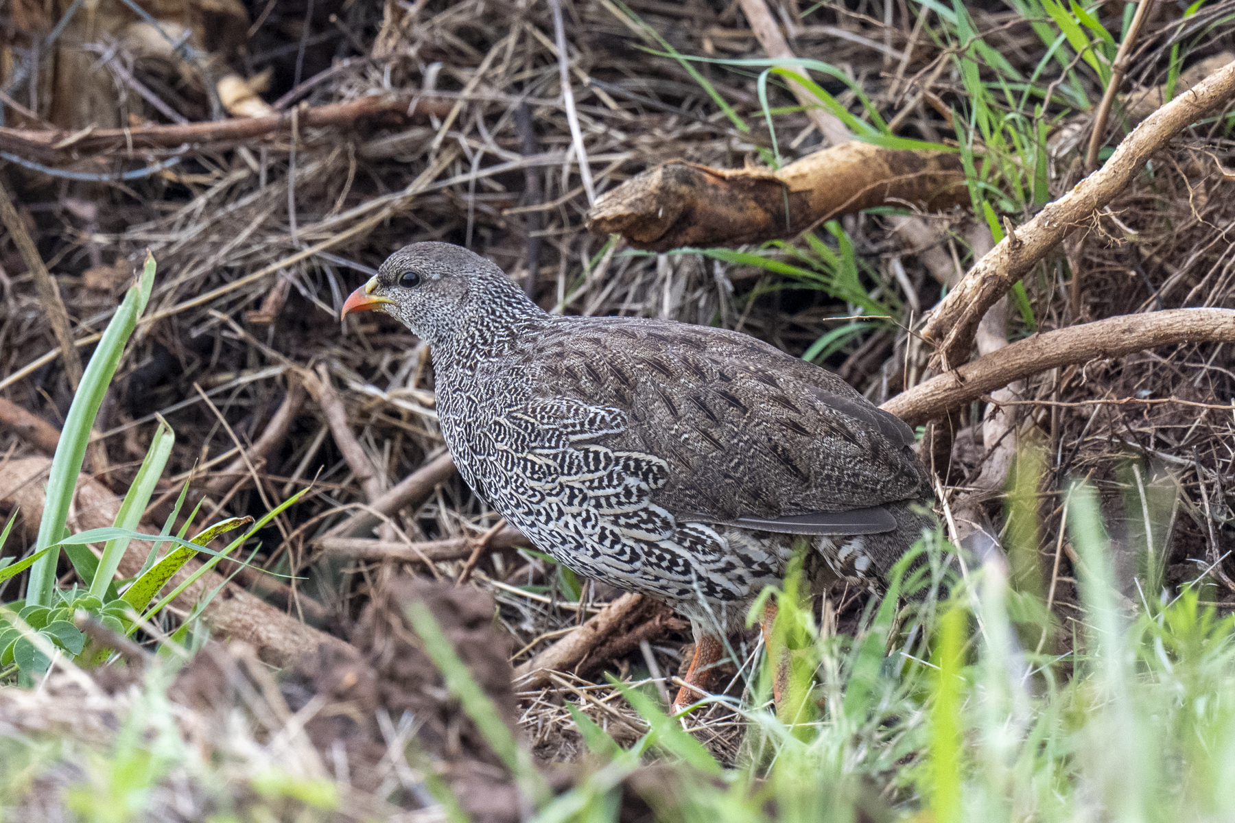Natal Spurfowl (image by Mark Beaman)