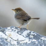 Neddicky (image by Mark Beaman)