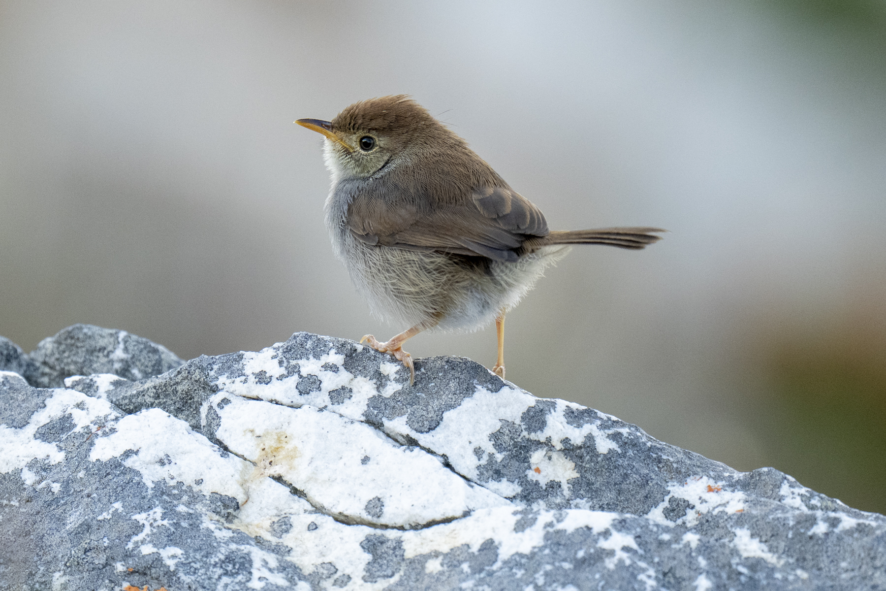 Neddicky (image by Mark Beaman)
