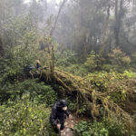 Ngoc Linh forest (image by Dani Balla)