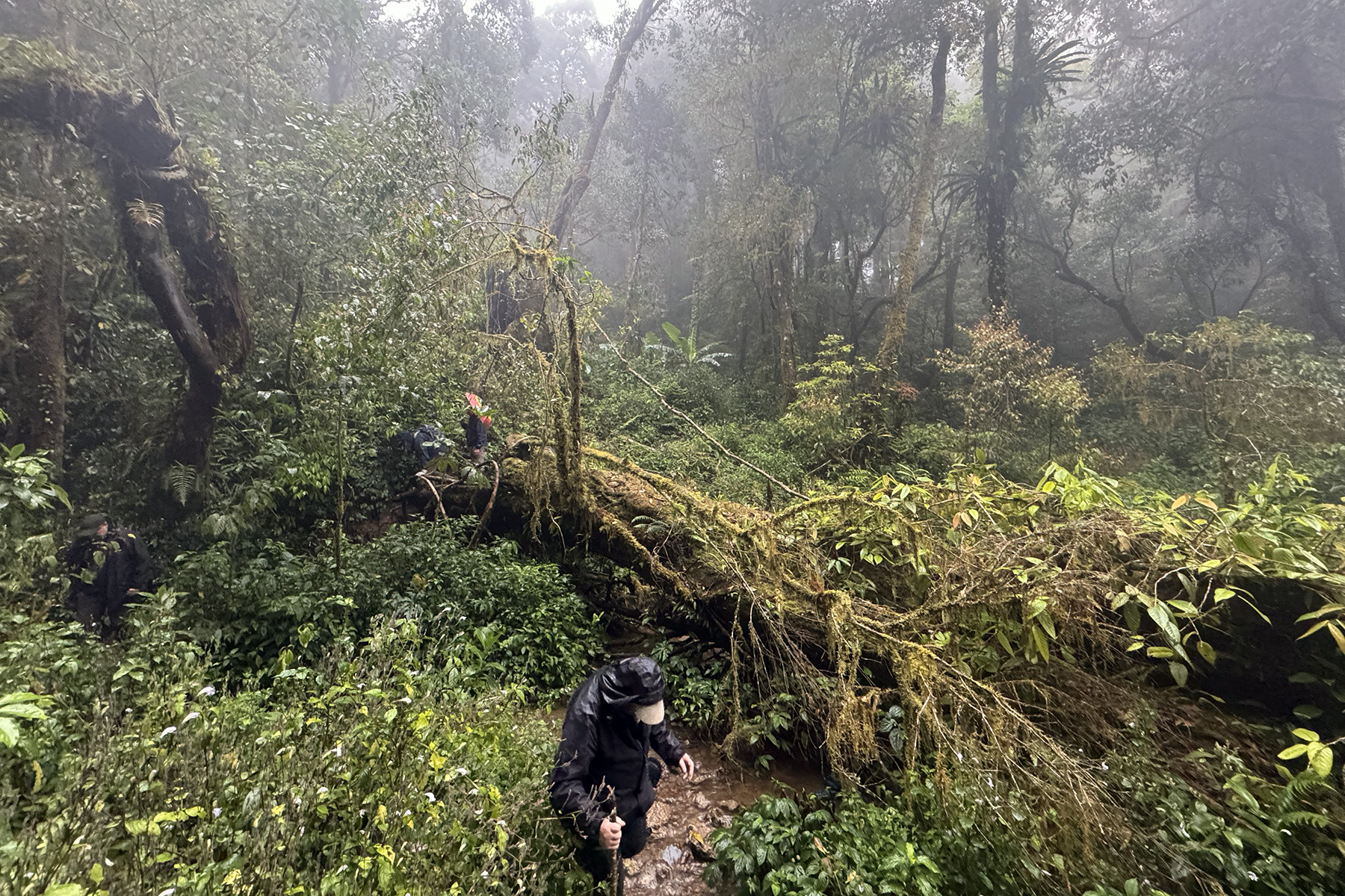 Ngoc Linh forest (image by Dani Balla)