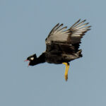 Northern Black Korhaan (image by Mark Beaman)