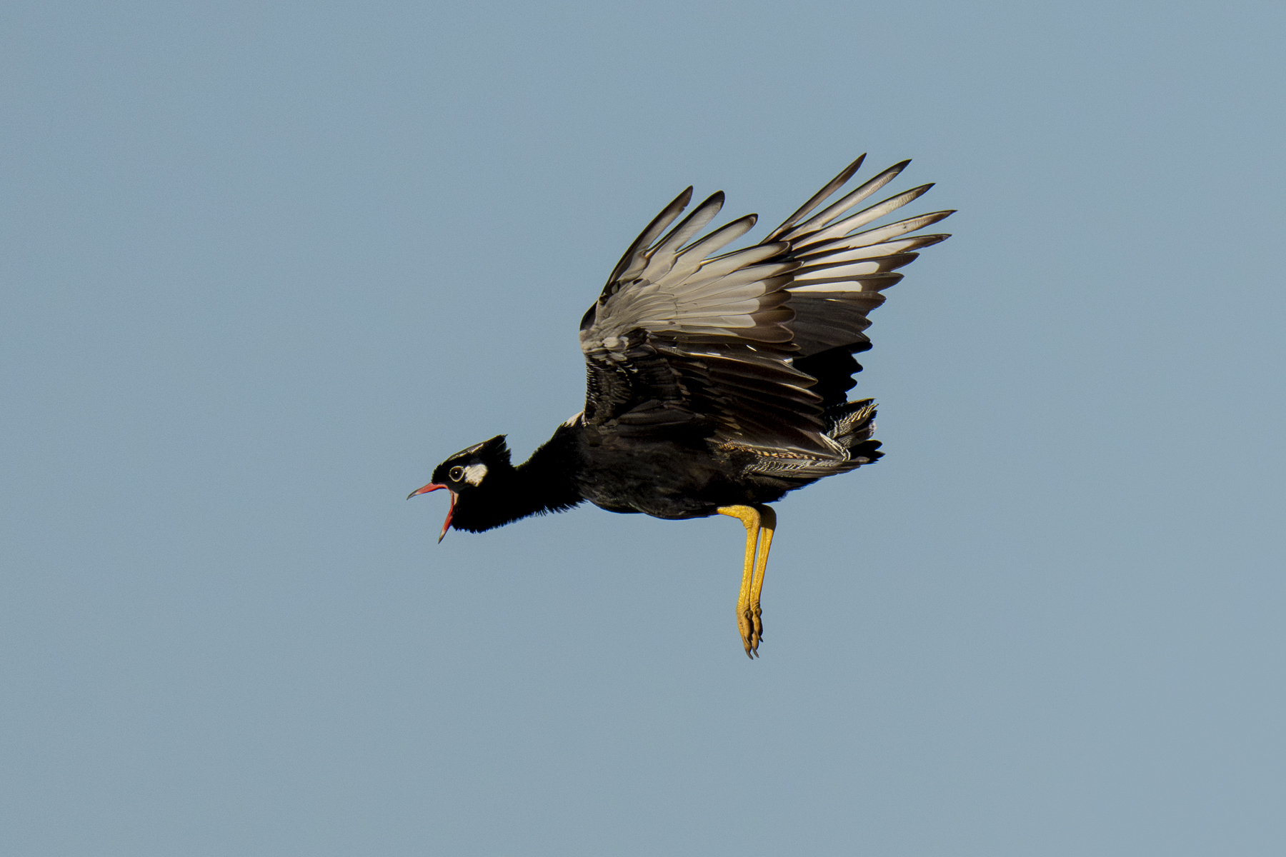 Northern Black Korhaan (image by Mark Beaman)