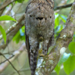 Northern Potoo (image by Eustace Barnes)