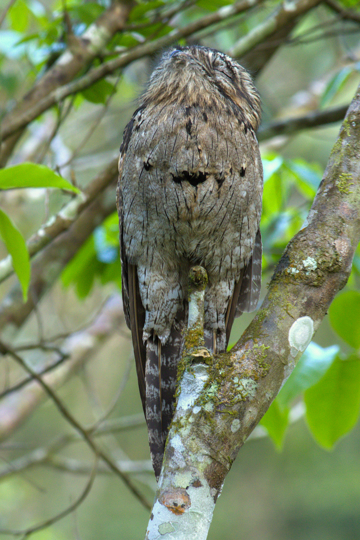 Northern Potoo (image by Eustace Barnes)