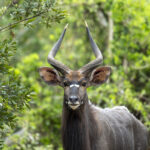 Nyala male (image by Mark Beaman)