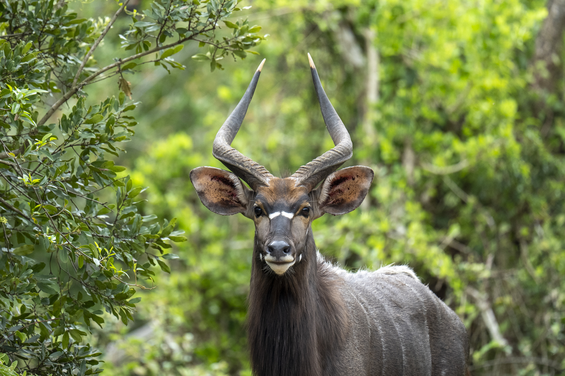 Nyala male (image by Mark Beaman)