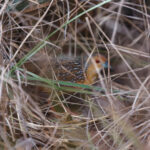 Ocellated Crake (image by Leo Garrigues)
