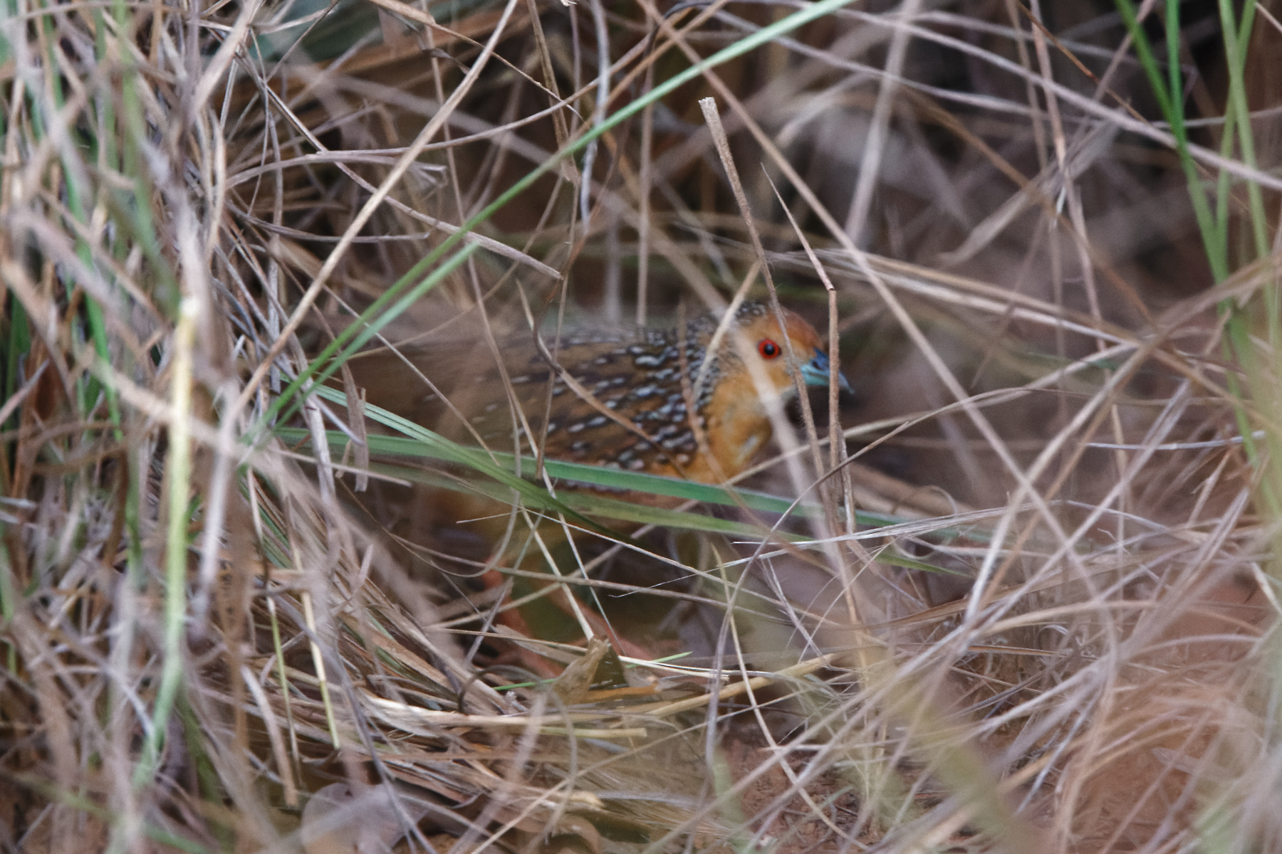 Ocellated Crake (image by Leo Garrigues)