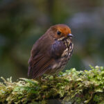 Ochre-fronted Antpitta (image by Leo Garrigues)
