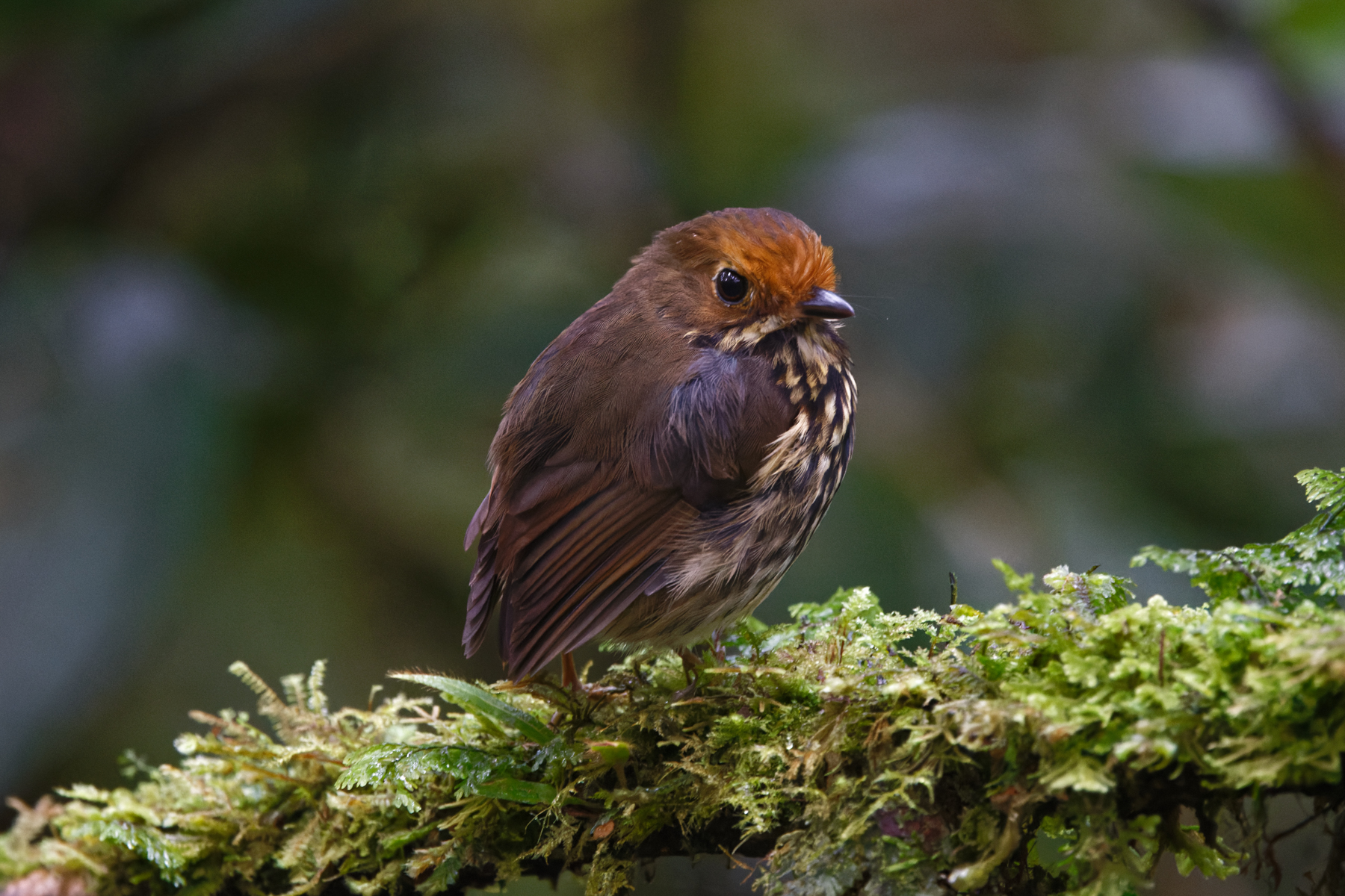 Ochre-fronted Antpitta (image by Leo Garrigues)