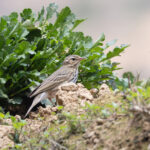 Olive-backed Pipit (image by Mike Watson)