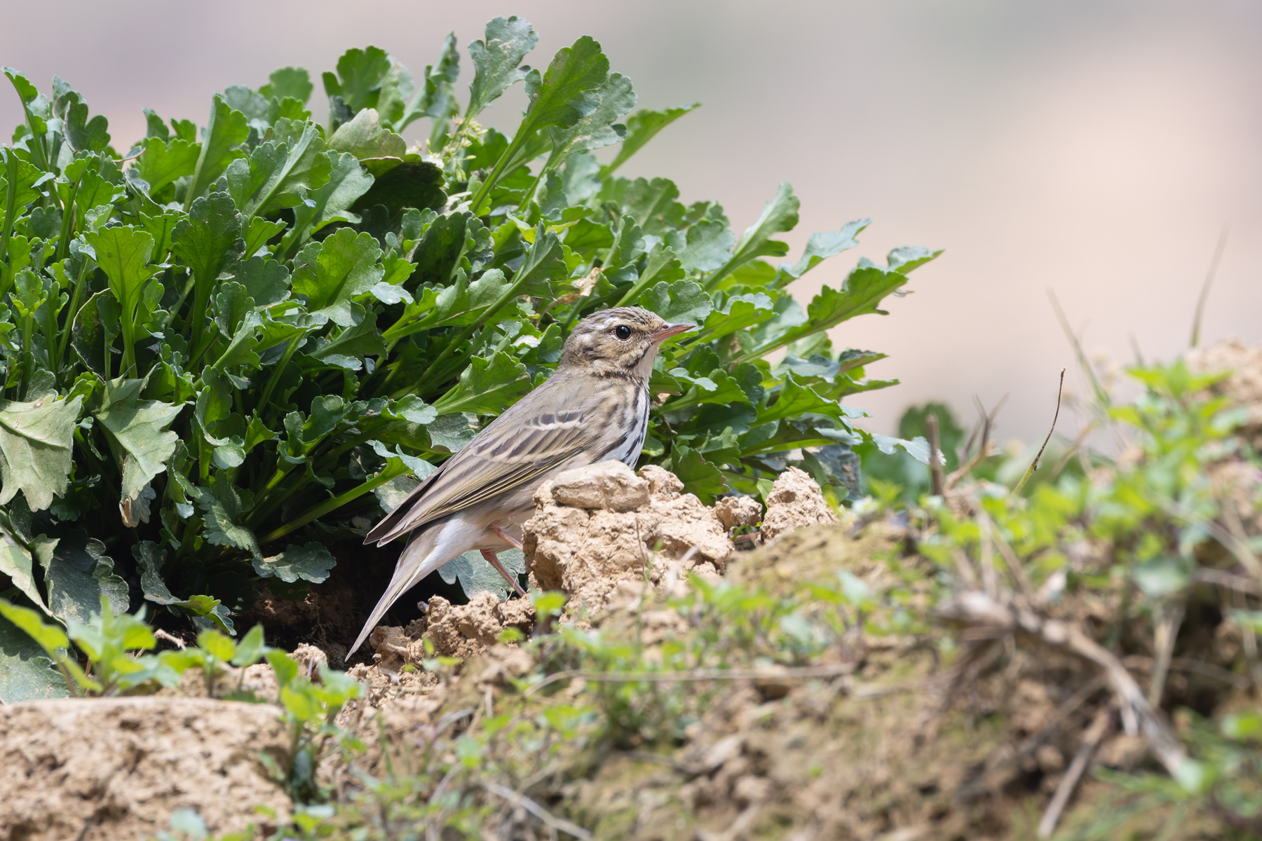Olive-backed Pipit (image by Mike Watson)