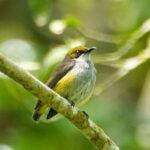 Olive-capped Flowerpecker (image by Craig Robson)