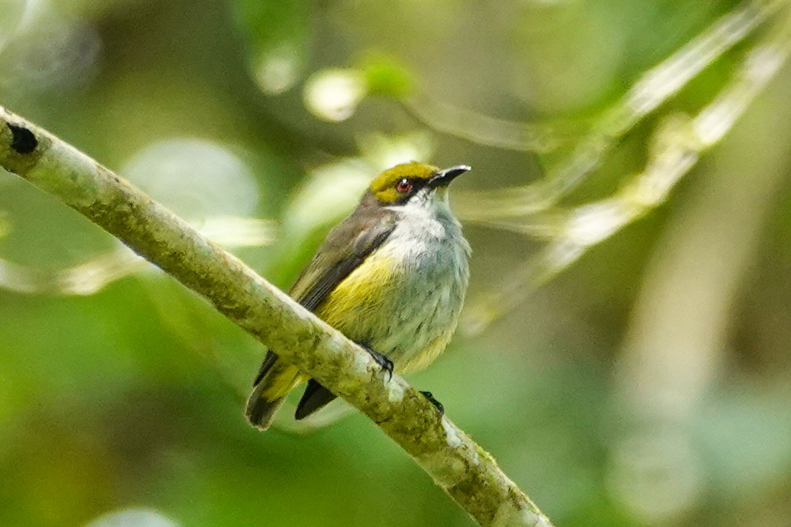 Olive-capped Flowerpecker (image by Craig Robson)