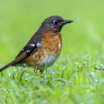 Orange Ground Thrush (image by Mark Beaman)