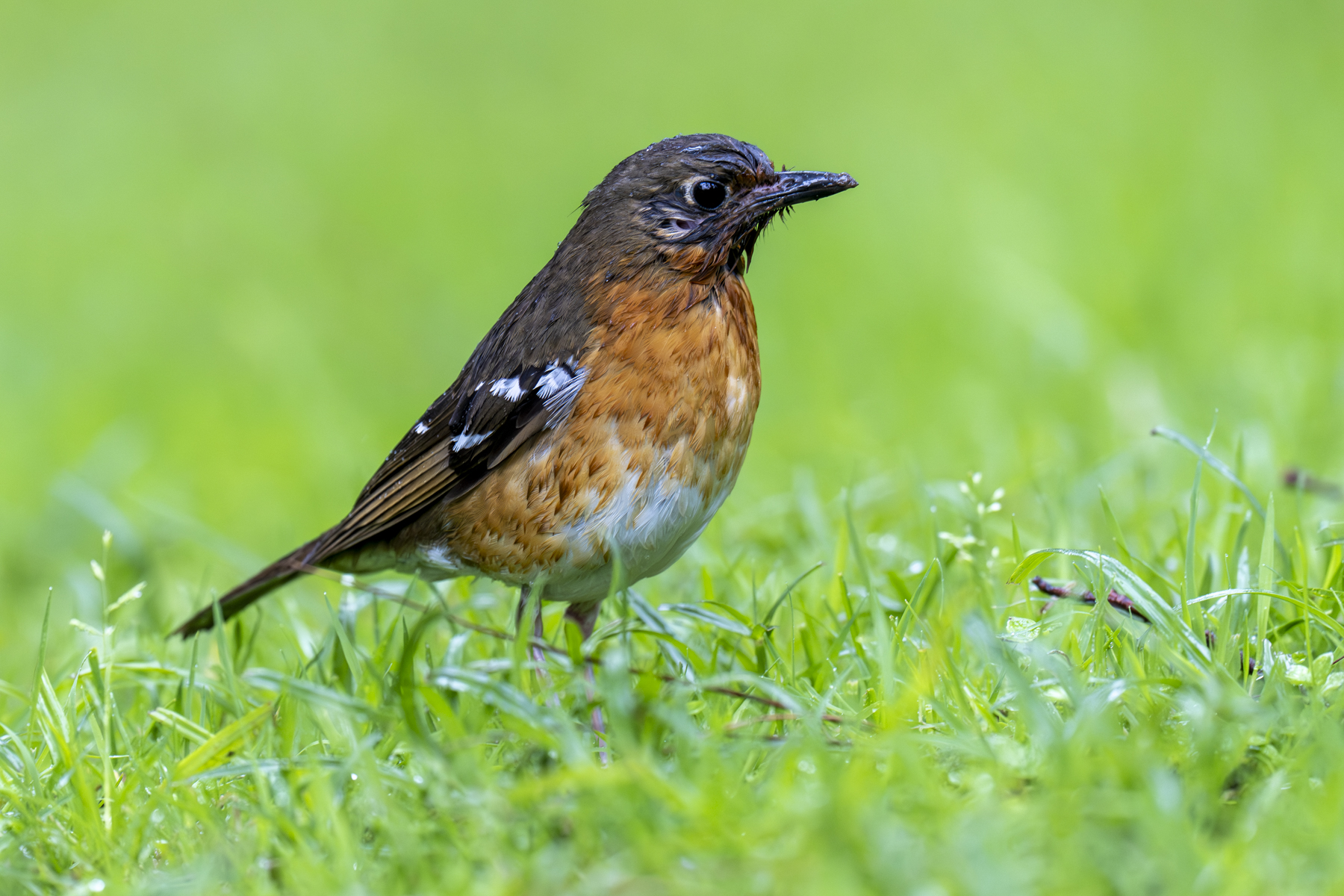 Orange Ground Thrush (image by Mark Beaman)