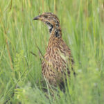 Orange River Francolin (image by Mark Beaman)