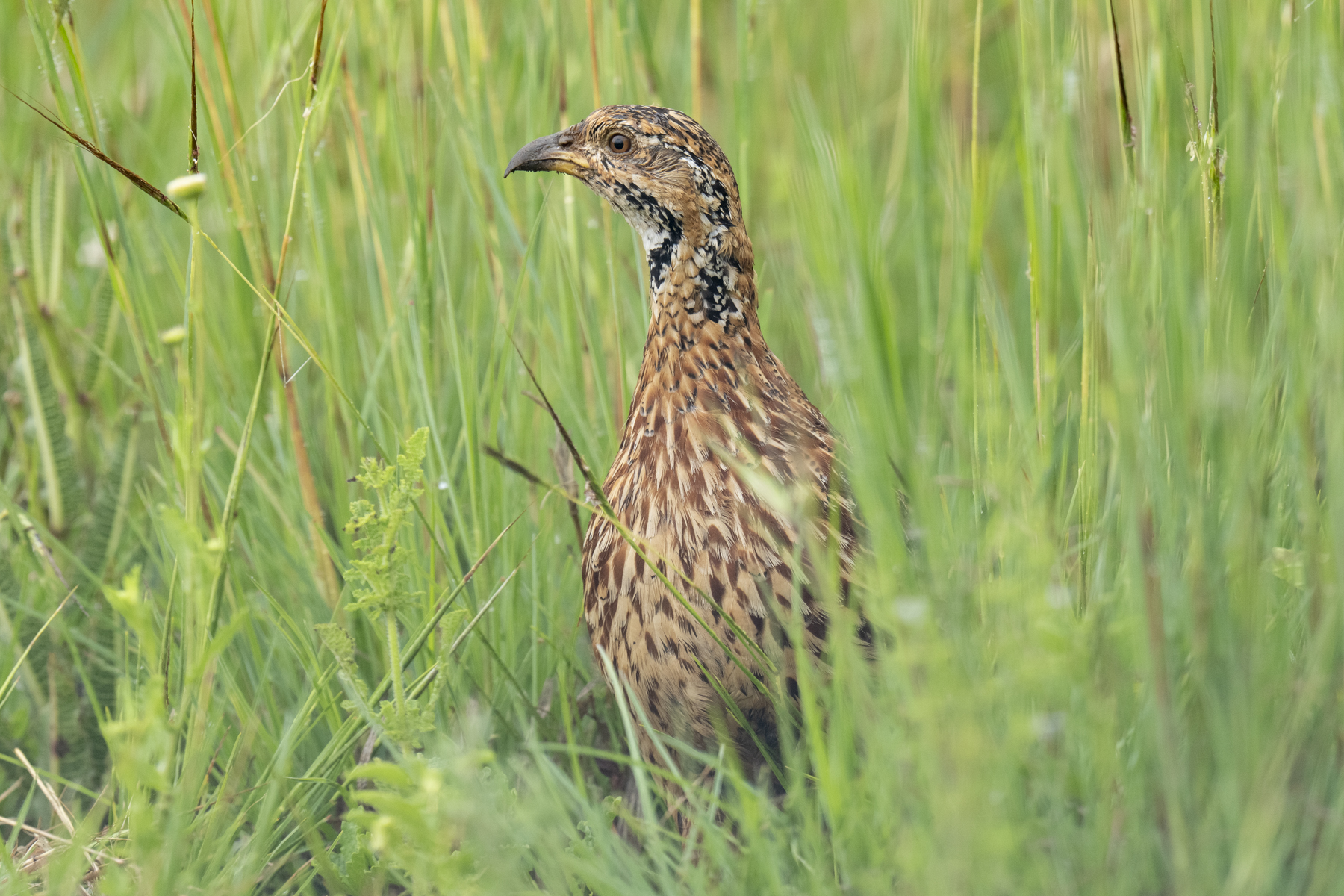 Orange River Francolin (image by Mark Beaman)