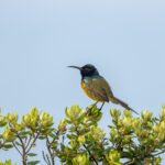 Orange-breasted Sunbird (image by Mark Beaman)