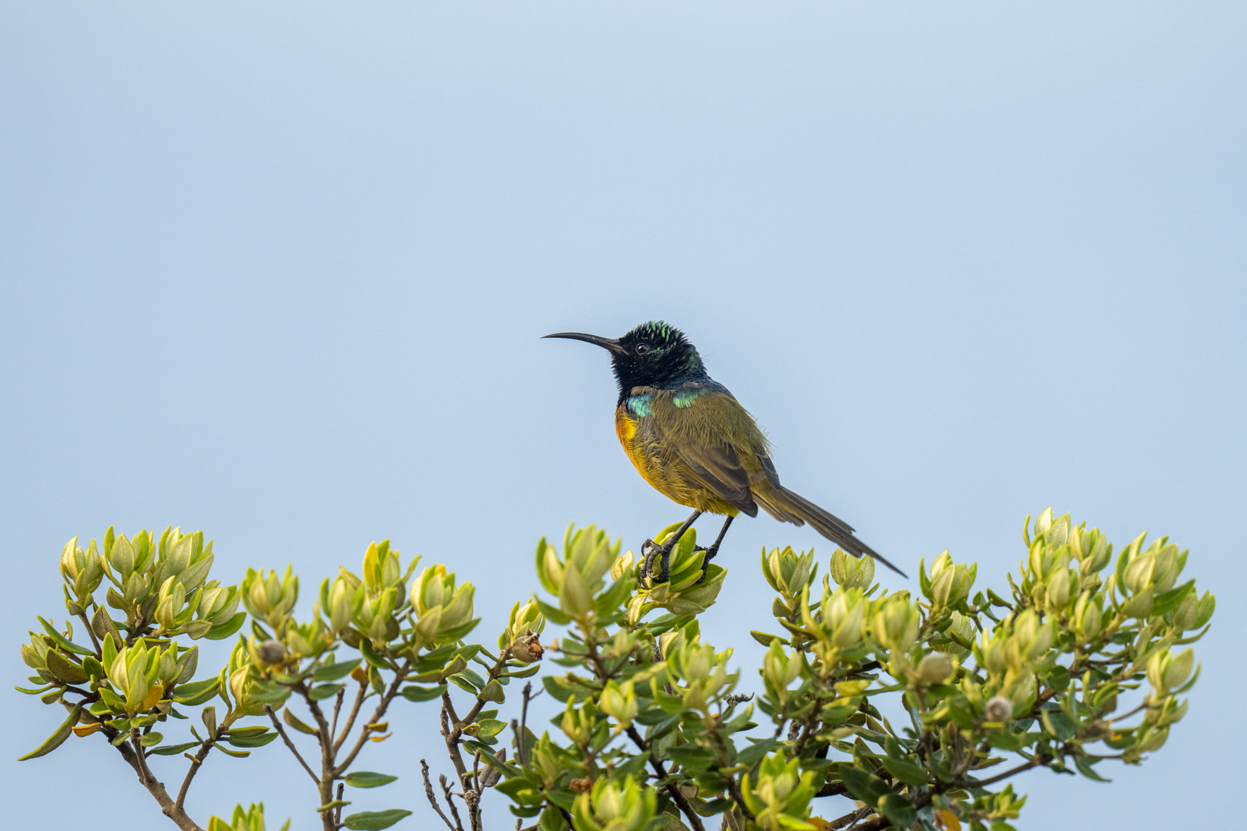 Orange-breasted Sunbird (image by Mark Beaman)