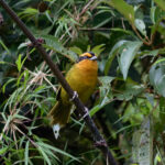 Orange-browed Hemispingus (image by Leo Garrigues)