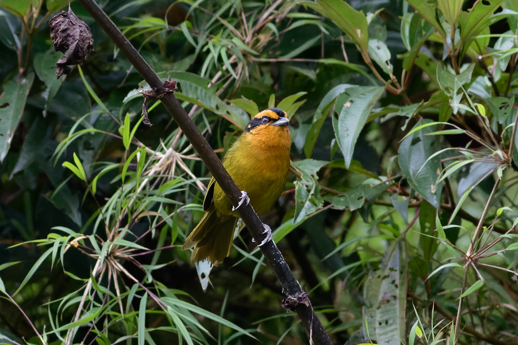Orange-browed Hemispingus (image by Leo Garrigues)