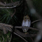 Oriental Scops Owl (image by Dani Balla)