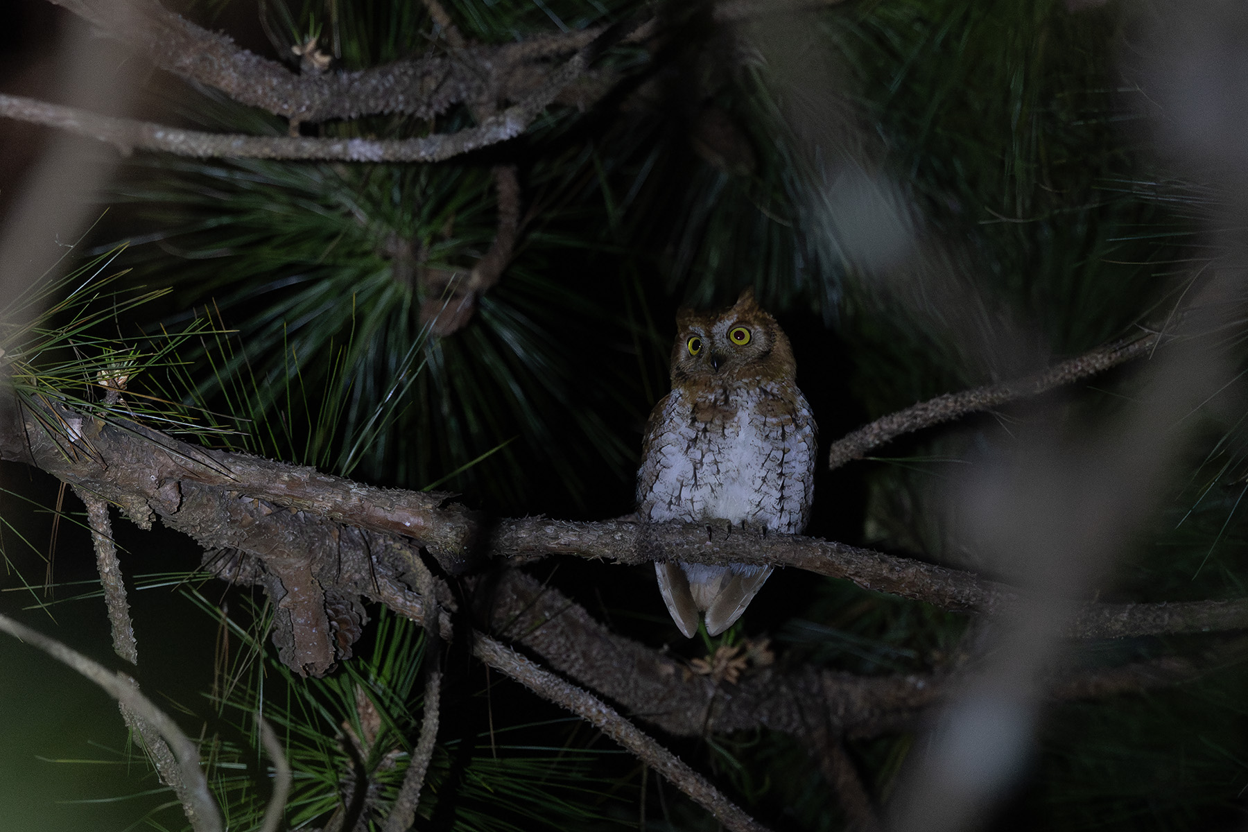 Oriental Scops Owl (image by Dani Balla)