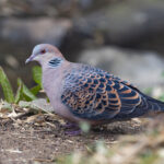 Oriental Turtle Dove (image by Mike Watson)