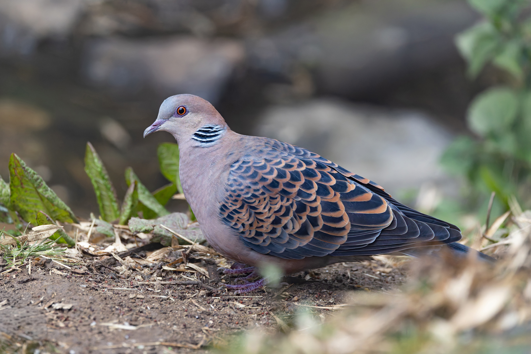 Oriental Turtle Dove (image by Mike Watson)