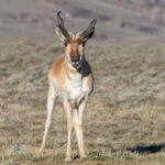 Pronghorn (image by Mike Watson)
