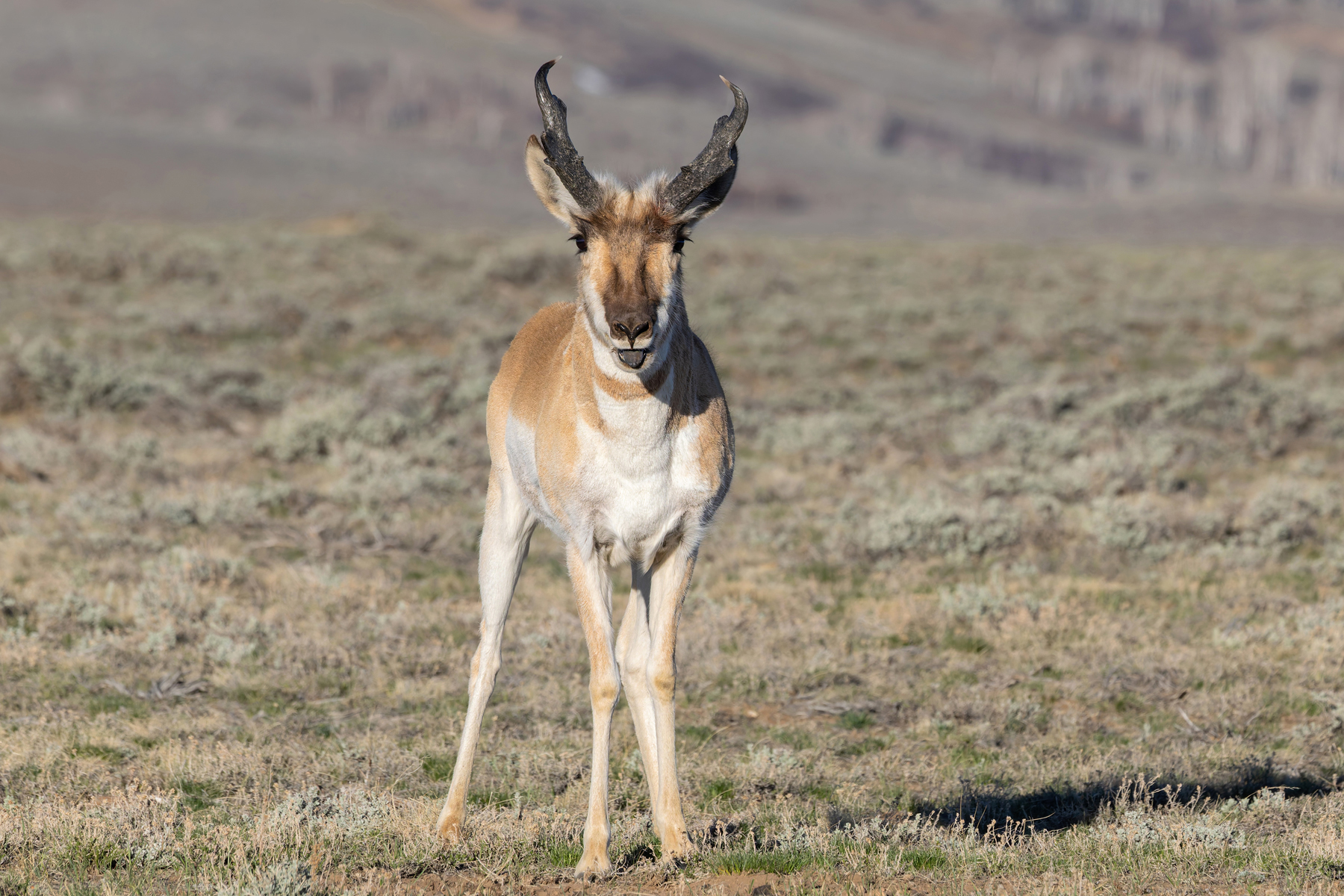 Pronghorn (image by Mike Watson)