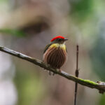 Painted Manakin (image by Leo Garrigues)