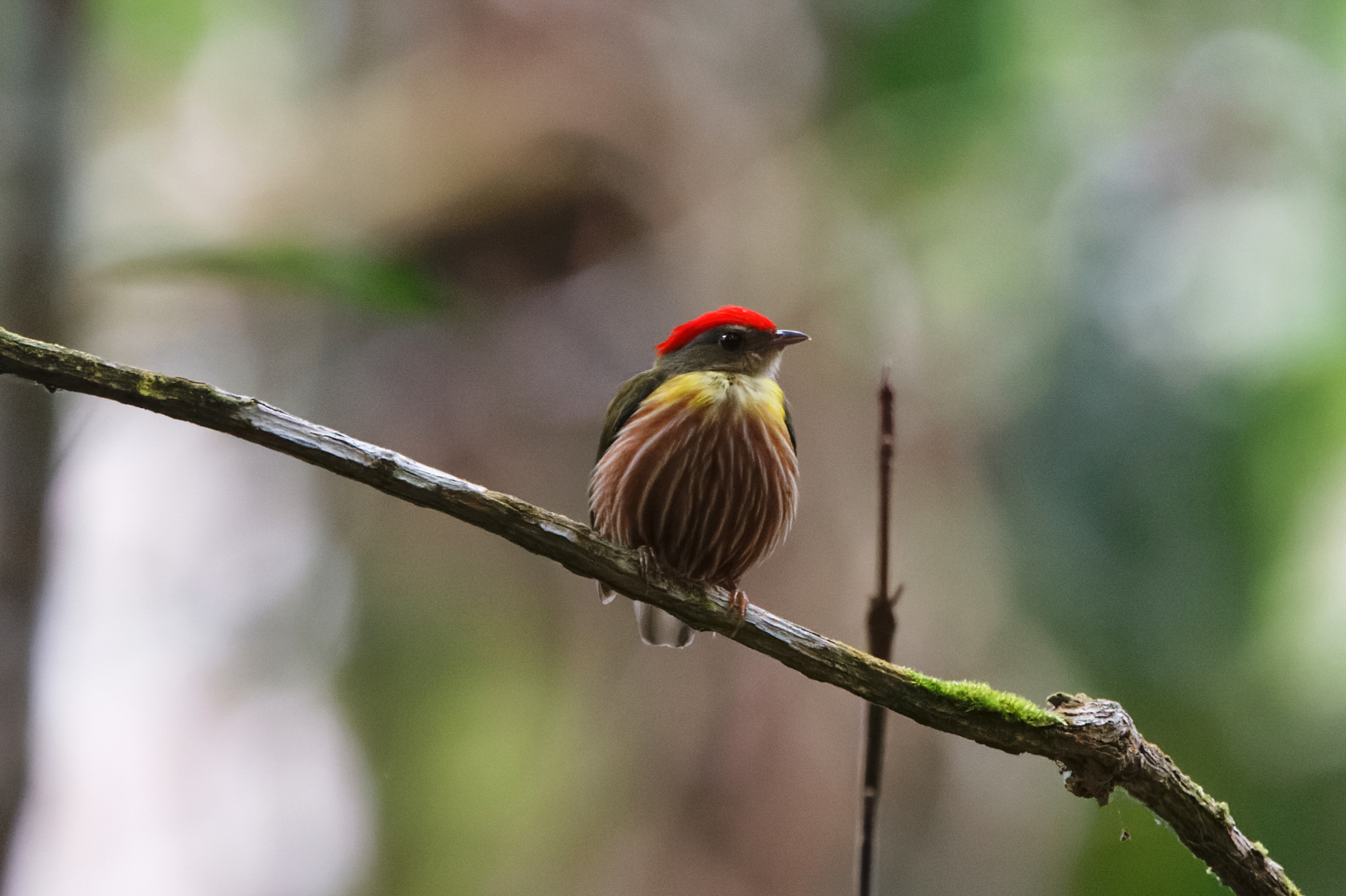 Painted Manakin (image by Leo Garrigues)