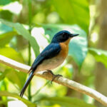 Palawan Blue Flycatcher (image by Craig Robson)