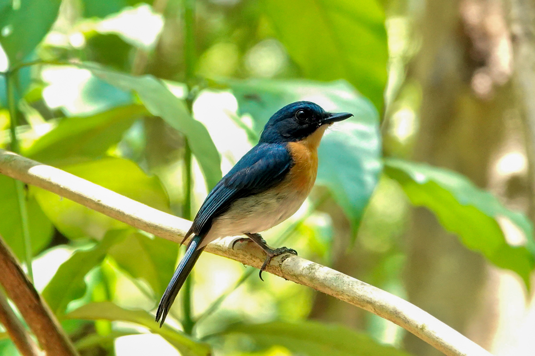 Palawan Blue Flycatcher (image by Craig Robson)