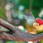 Palawan Bulbul (image by Craig Robson)
