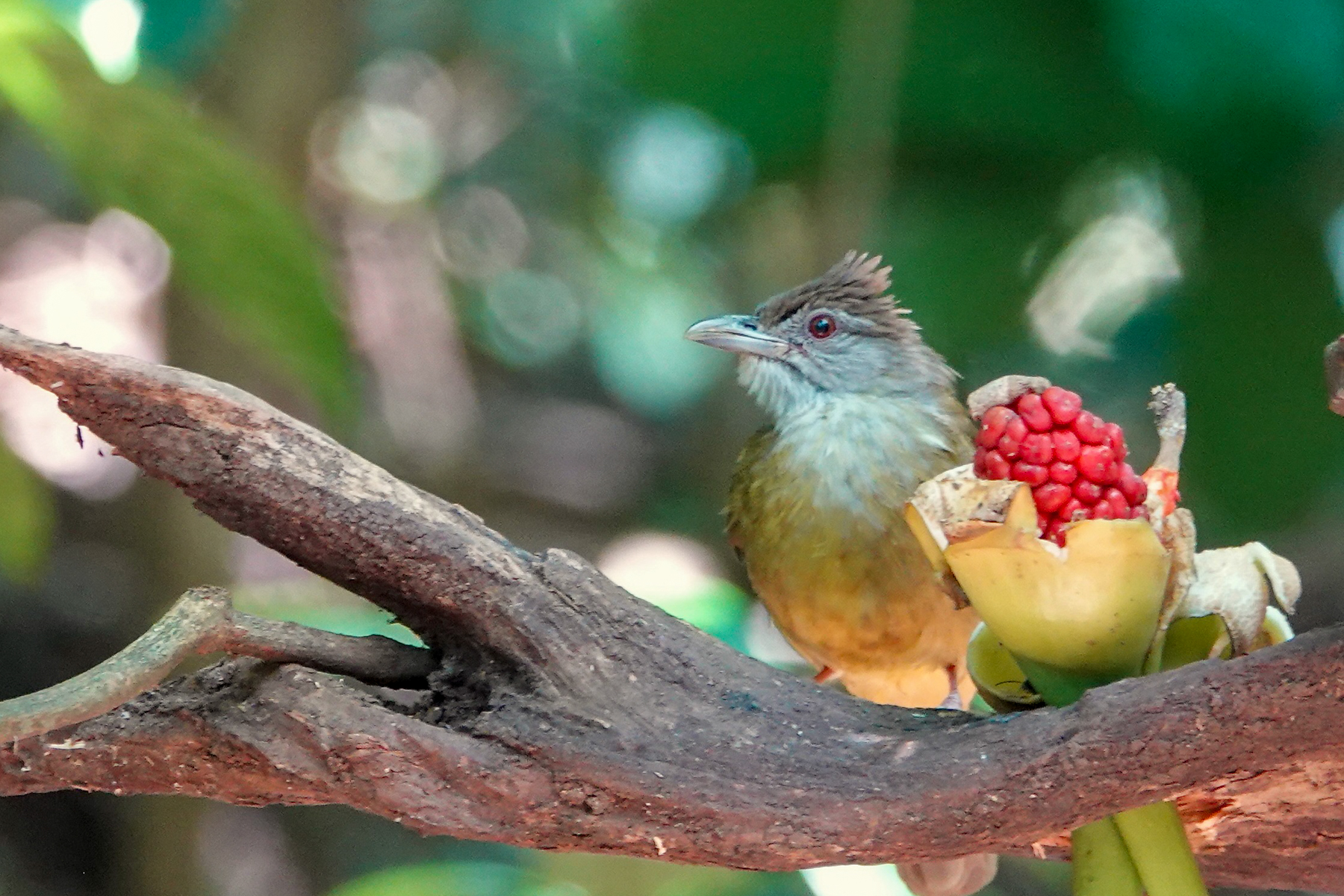 Palawan Bulbul (image by Craig Robson)